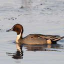 Pintail - Chincoteague NWR, VA