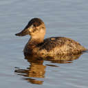 Ruddy Duck - Chincoteague NWR, VA