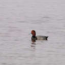 Red Head Duck - Pea Island NWR, NC
