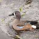 Blue-winged Teal - Viera Wetlands, FL