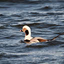 Long-tailed Duck - Barnegat, NJ