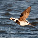 Long-tailed Duck - Barnegat, NJ