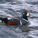 Harlequin Duck - Barnegat, NJ