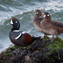 Harlequin Duck - Barnegat, NJ