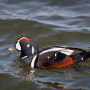 Harlequin Duck - Barnegat, NJ