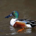 Northern Shoveler - Chincoteague NWR, VA