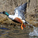 Northern Shoveler - Chincoteague NWR, VA