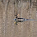 Hooded Merganser - Lake Biggins, VA