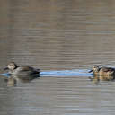 Gadwall - Lake Biggins, VA