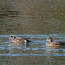 Wigeon - Lake Biggins, VA