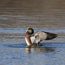 Wigeon - Lake Biggins, VA