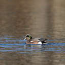 Wigeon - Lake Biggins, VA