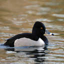 Ring Neck Duck - Lake Biggins, VA