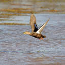 Black Duck - Chincoteague NWR, VA