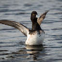 Scaup - Merritt Island NWR, FL