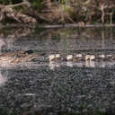 Wood Duck - Great Smoky Mountains NP, TN