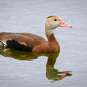 Black-bellied Whistling Duck - Venice Rookery, FL