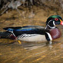 Wood Duck - Little Mulberry Park, GA