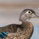 Wood Duck - Little Mulberry Park, GA