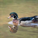 Wood Duck - Little Mulberry Park, GA