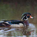 Wood Duck - Little Mulberry Park, GA