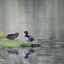 Wood Duck - Little Mulberry Park, GA