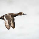 Scaup - Lake Mattamuskeet NWR, NC