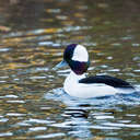 Bufflehead - Chincoteague NWR, VA