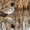 Green-winged Teal - Bombay Hook NWR, DE