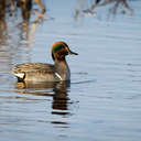 Green-winged Teal - Bombay Hook NWR, DE