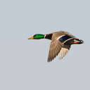 Mallard - Bombay Hook NWR, DE