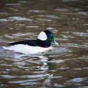 Bufflehead - Bombay Hook NWR, DE