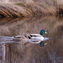 Mallard - Chincoteague NWR, VA