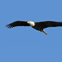 Bald Eagle - Conowingo Dam, MD