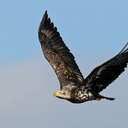 Bald Eagle - Conowingo Dam, MD