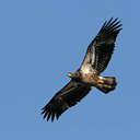 Bald Eagle - Conowingo Dam, MD