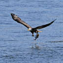 Bald Eagle - Conowingo Dam, MD