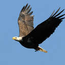 Bald Eagle - Conowingo Dam, MD