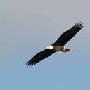 Bald Eagle - Conowingo Dam, MD