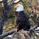 Bald Eagle - Chincoteague NWR, VA