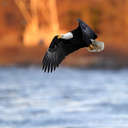 Bald Eagle - Conowingo Dam, MD