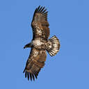 Bald Eagle - Conowingo Dam, MD