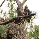 Bald Eagle First Flight - Jamestown, VA