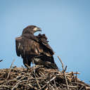 Bald Eagle fledgling - York County, VA