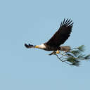 Bald Eagle - Chincoteague NWR, VA