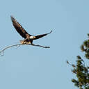 Bald Eagle - Chincoteague NWR, VA