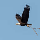 Bald Eagle - Chincoteague NWR, VA