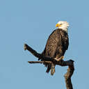 Bald Eagle - Chincoteague NWR, VA