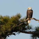 Bald Eagle - Chincoteague NWR, VA
