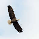 Bald Eagle - Chincoteague NWR, VA